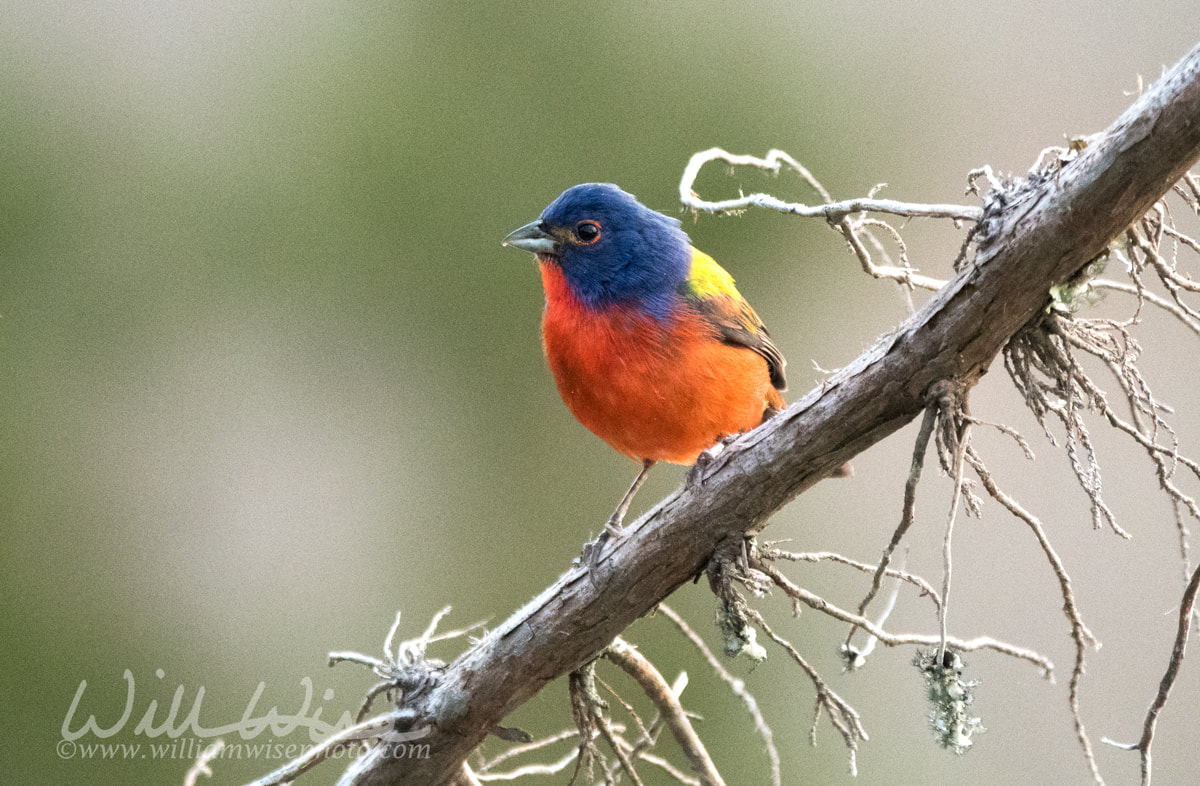 Painted Bunting, Pickney Island Wildlife Refuge, South Carolina Picture