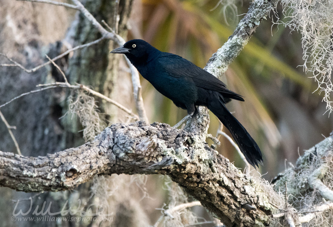 Boat tailed Grackle bird, Pickney Island Wildlife Refuge, South Carolina Picture