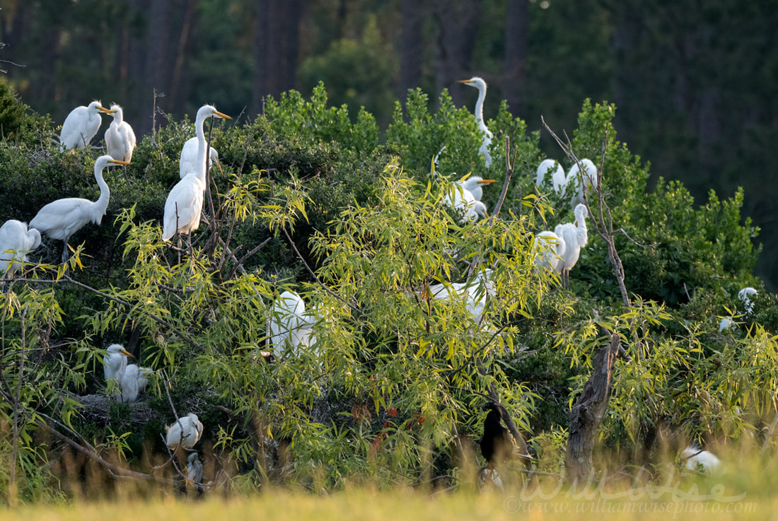 Great Egret Rookery, Pickney Island Wildlife Refuge Picture