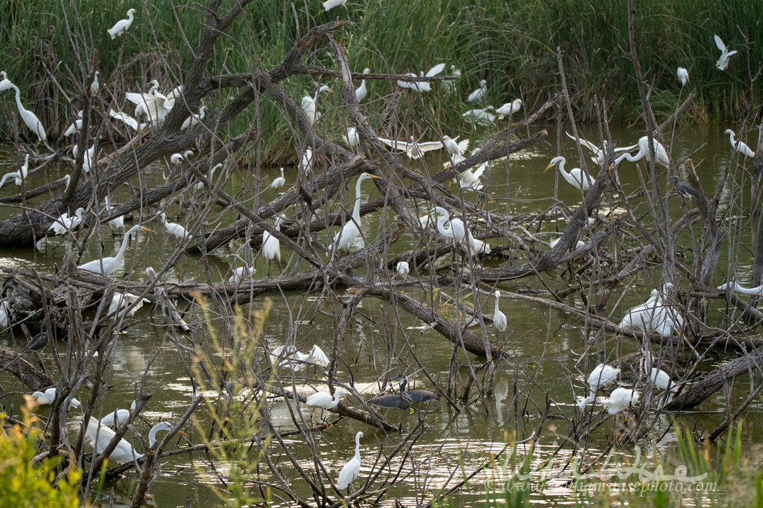 Egret and Heron Rookery, Pickney Island Wildlife Refuge Picture