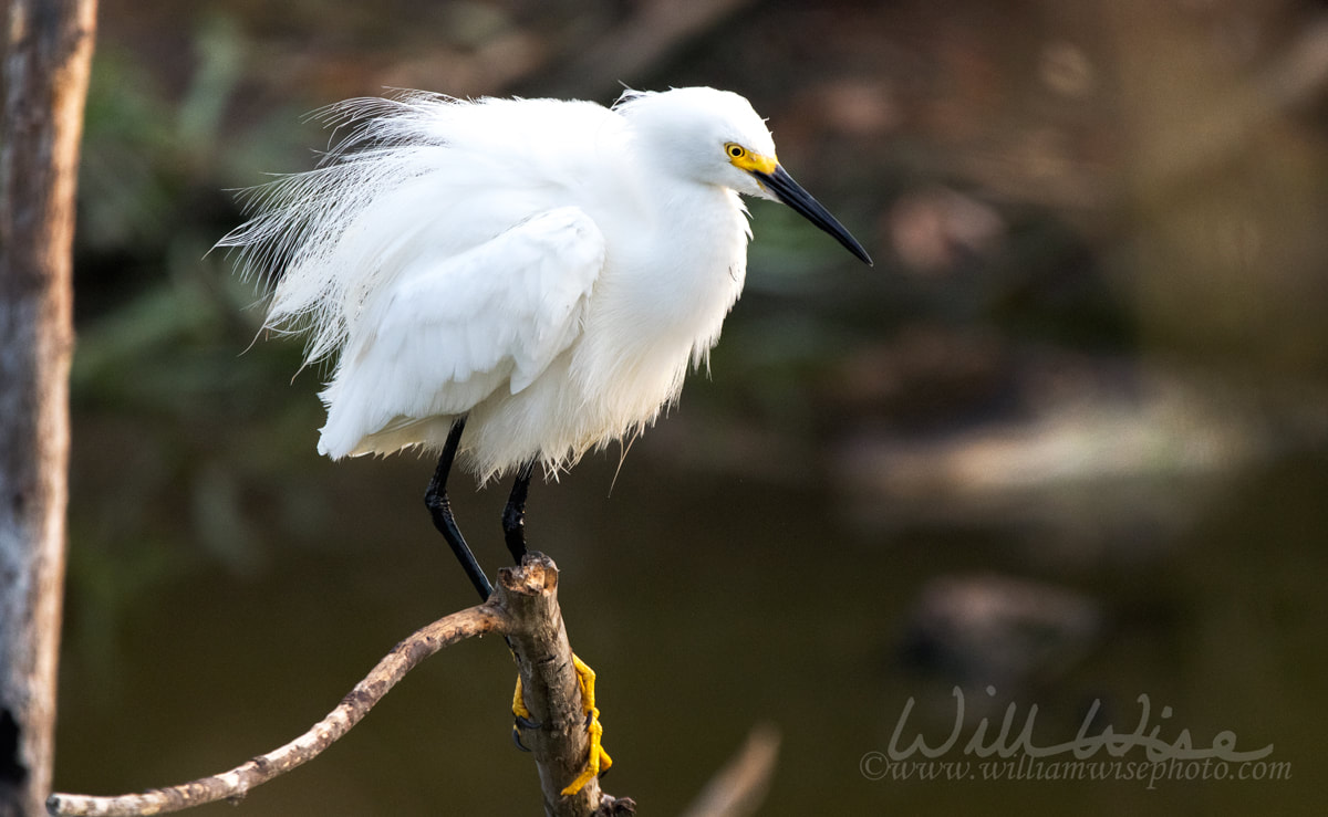 Snowy Egret, Pickney Island Wildlife Refuge Picture