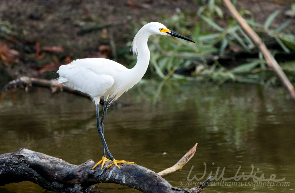 Snowy Egret Picture