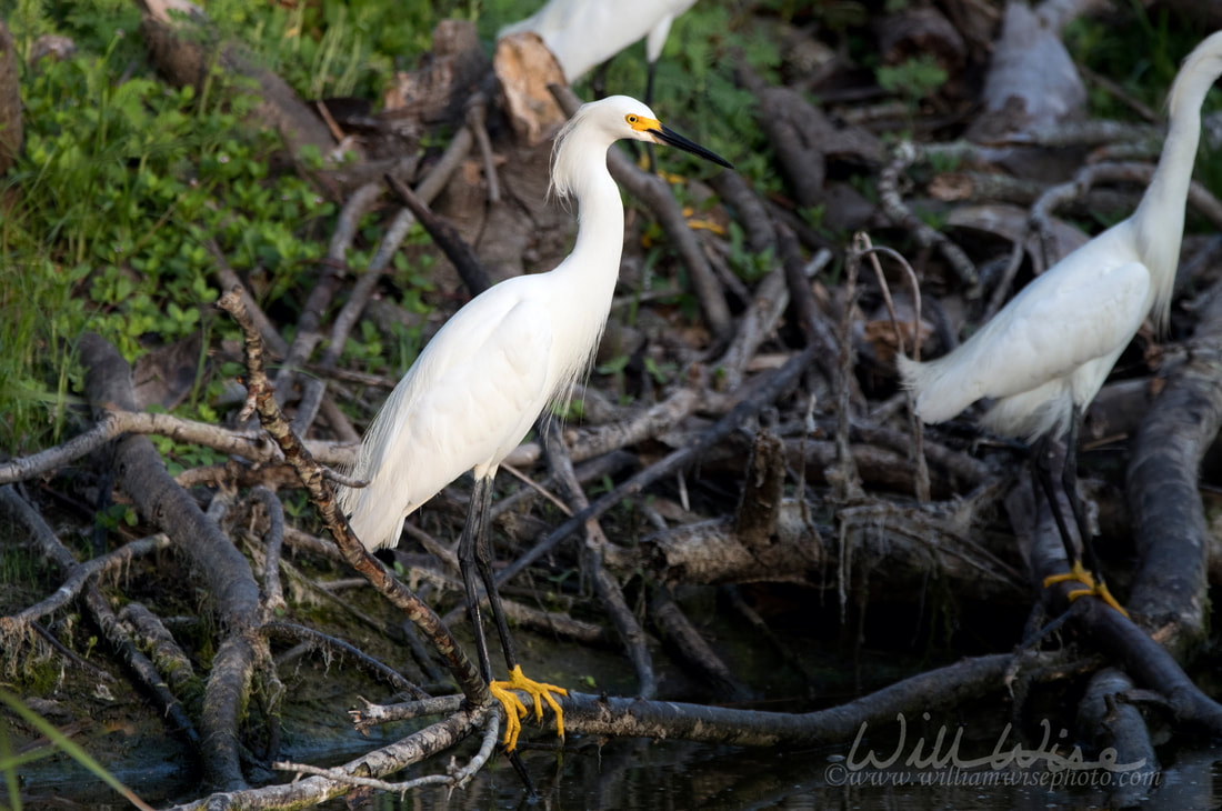 Snowy Egret Picture