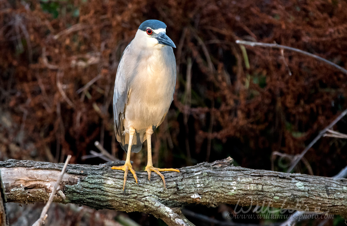 Black Crowned Night Heron bird, Pickney Island National Wildlife Refuge Picture