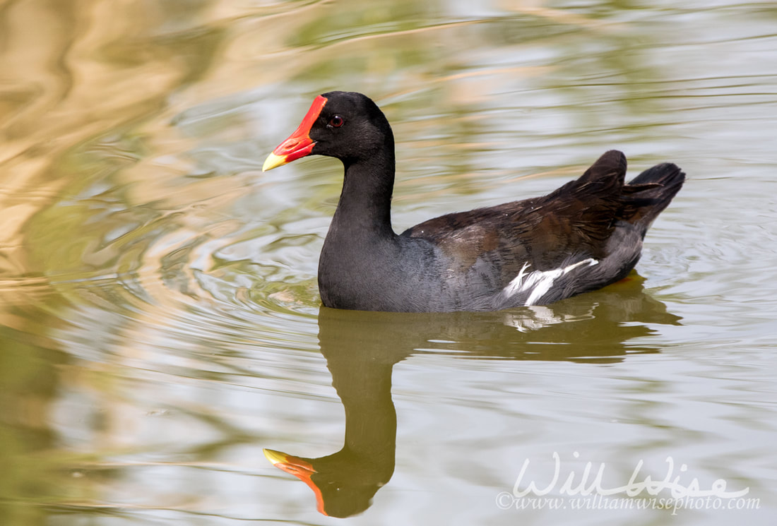 Common Gallinule bird on marsh pond Picture