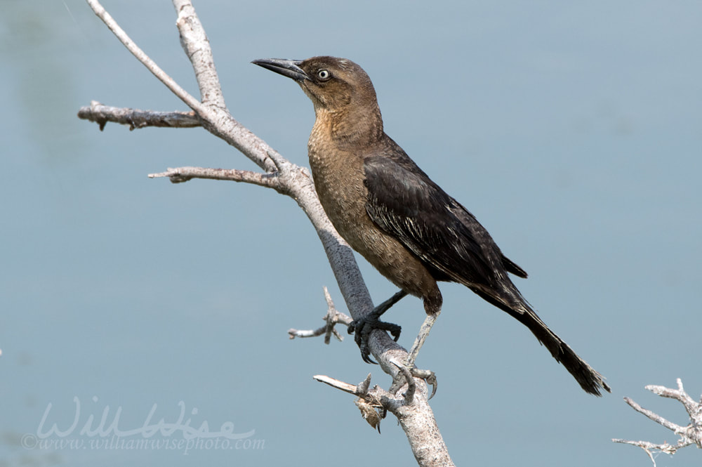 Boat Tailed Grackle, Pickney Island Wildlife Refuge, South Carolina Picture