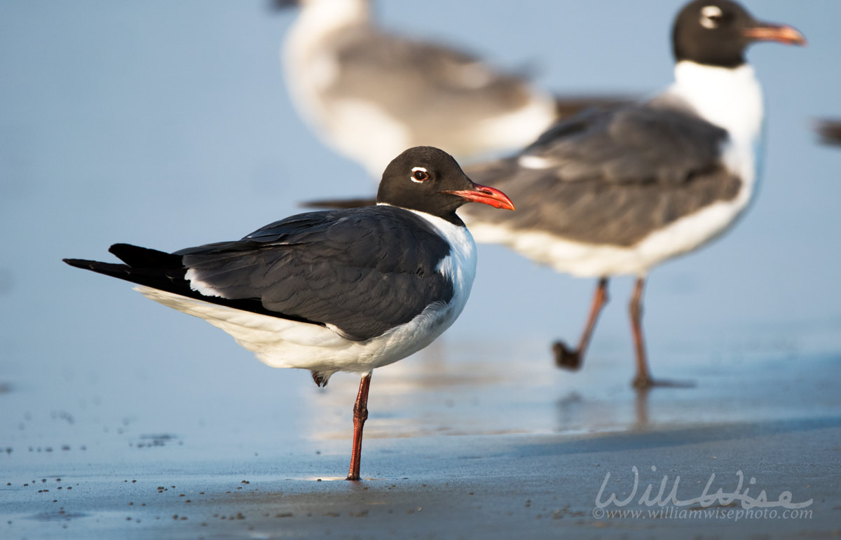 Laughing Gull Picture