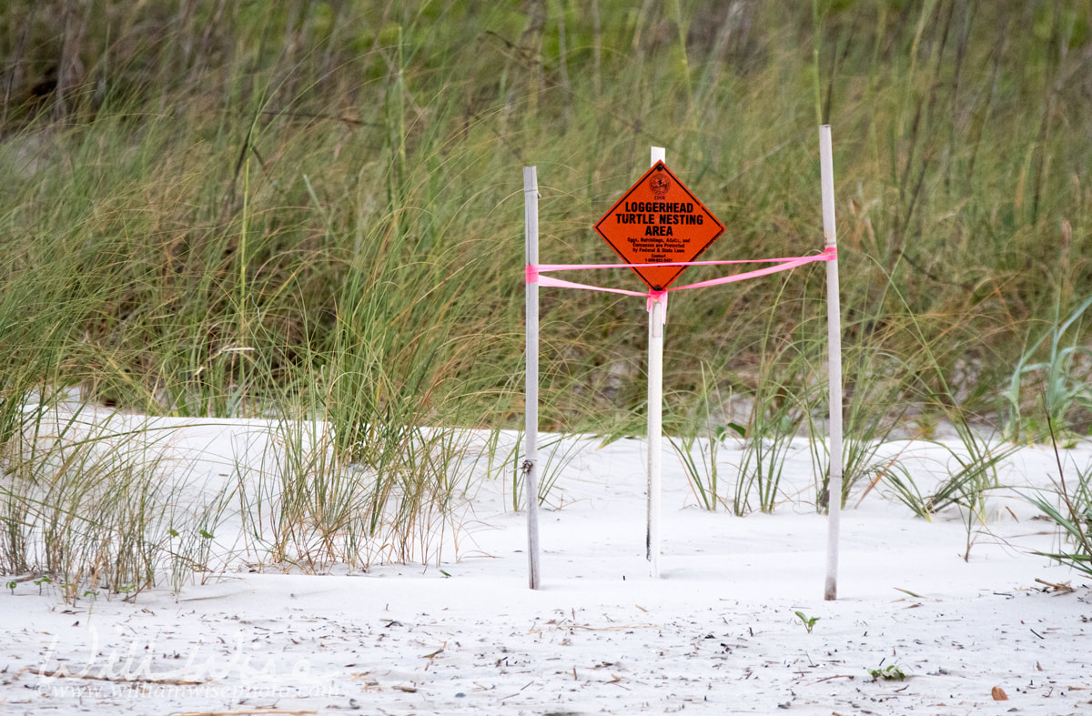 Loggerhead Sea Turtle Nest Picture