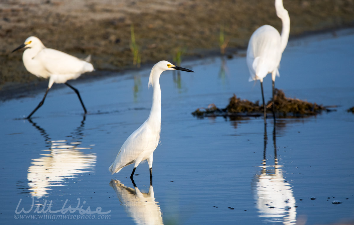 Snowy Egret walking in water on Hilton Head Island beach Picture