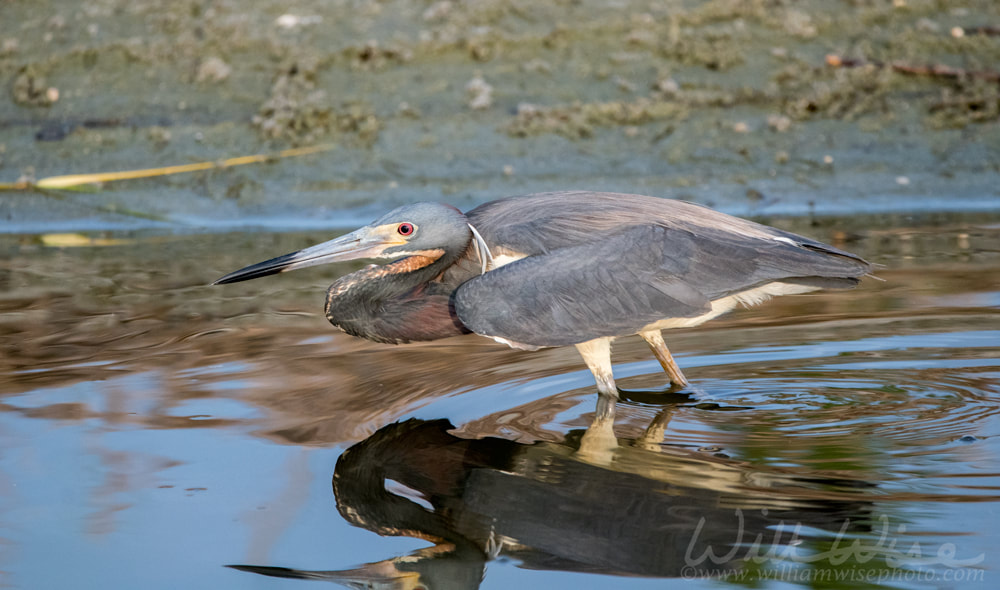 Tricolored Heron fishing on tidal salt marsh Picture