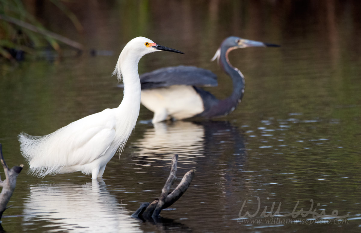 Snowy Egret Picture
