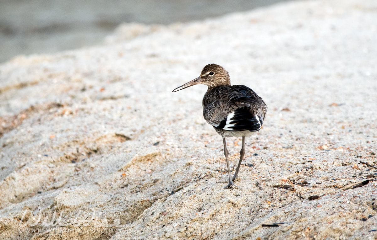 Willet shorebird on sand dune beach, Hilton Head Island Picture