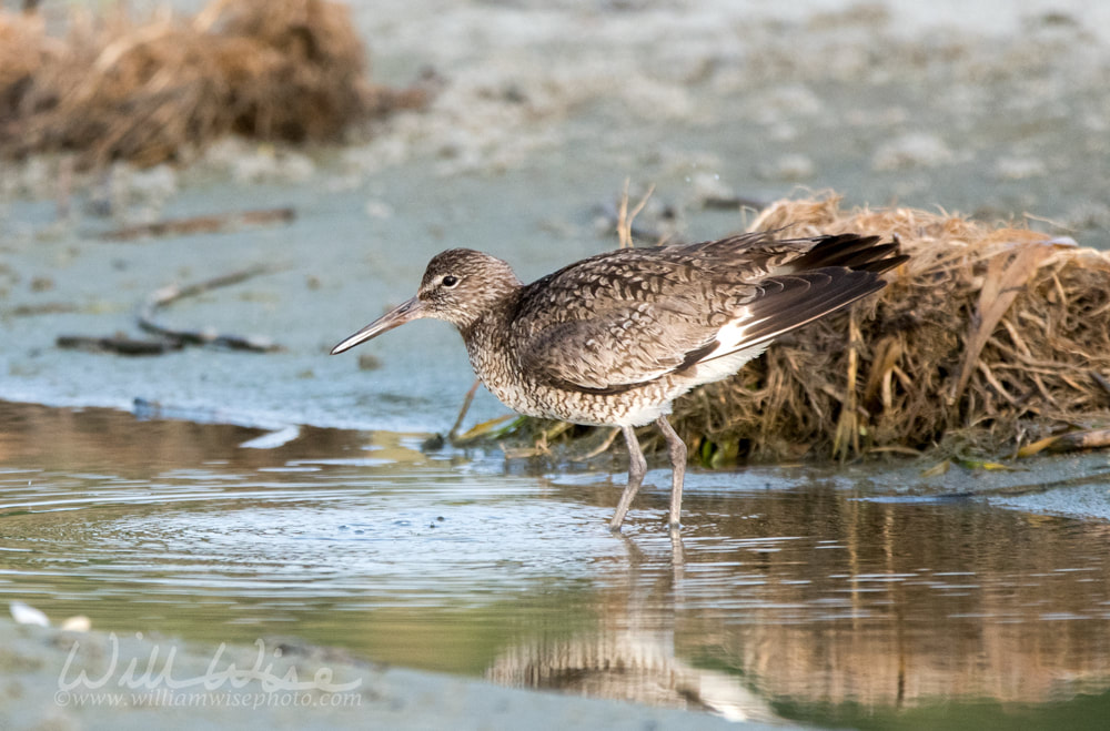 Willet shorebird in tidal salt marsh, Hilton Head Island Picture