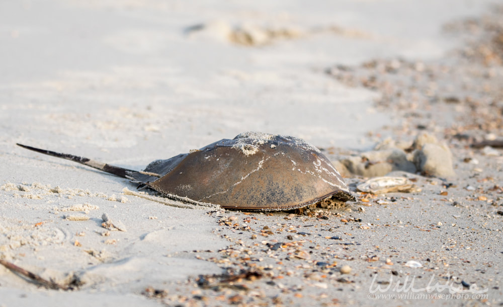 Dead Horseshoe Crab on Hilton Head Island beach Picture
