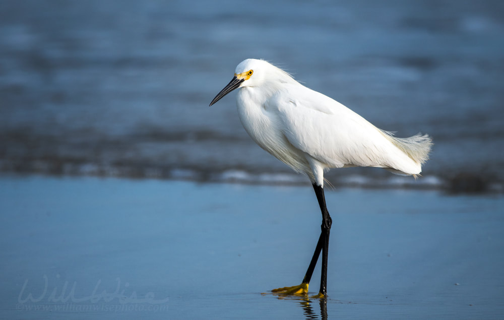 Snowy Egret Picture