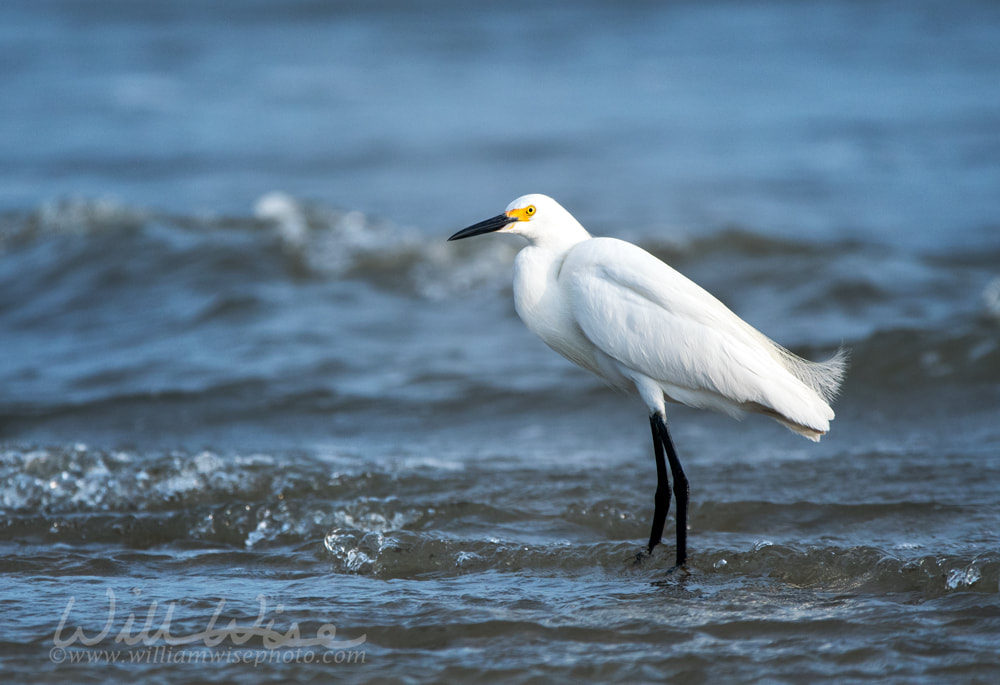 Snowy Egret in Atlantic Ocean waves Picture
