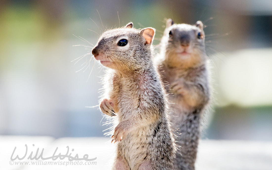 Rock Squirrel Picture