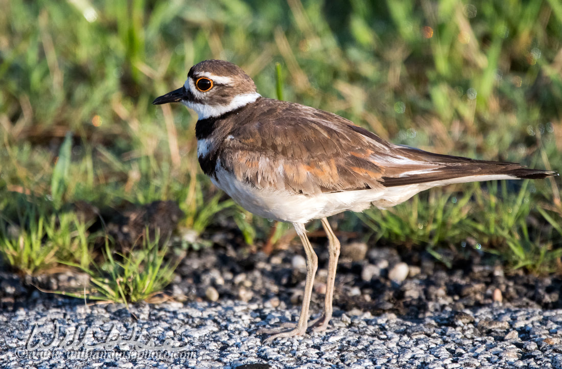 Killdeer plover bird Picture