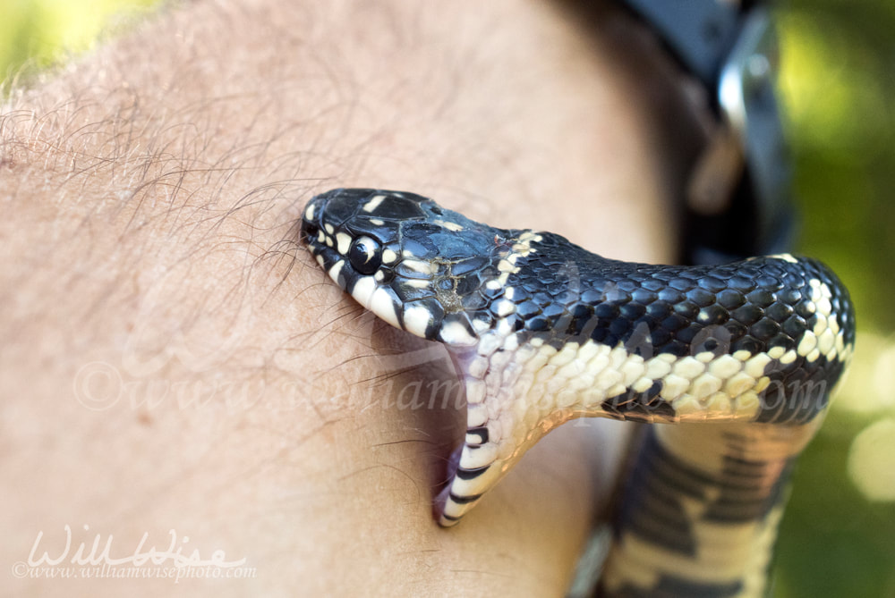 Eastern Kingsnake bite Picture