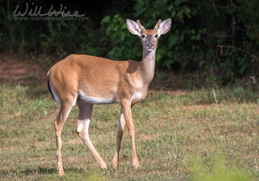 Young White Tailed Deer buck in Velvet Antlers Picture