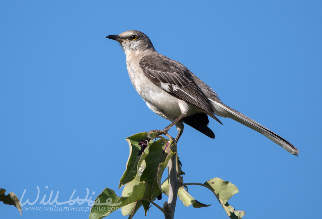 Northern Mockingbird Picture