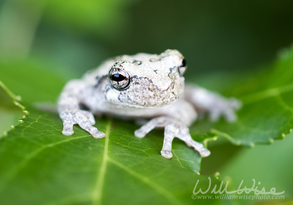 Cute Tree Frog on a Sweetgum tree leaf in a Georgia Forest Picture