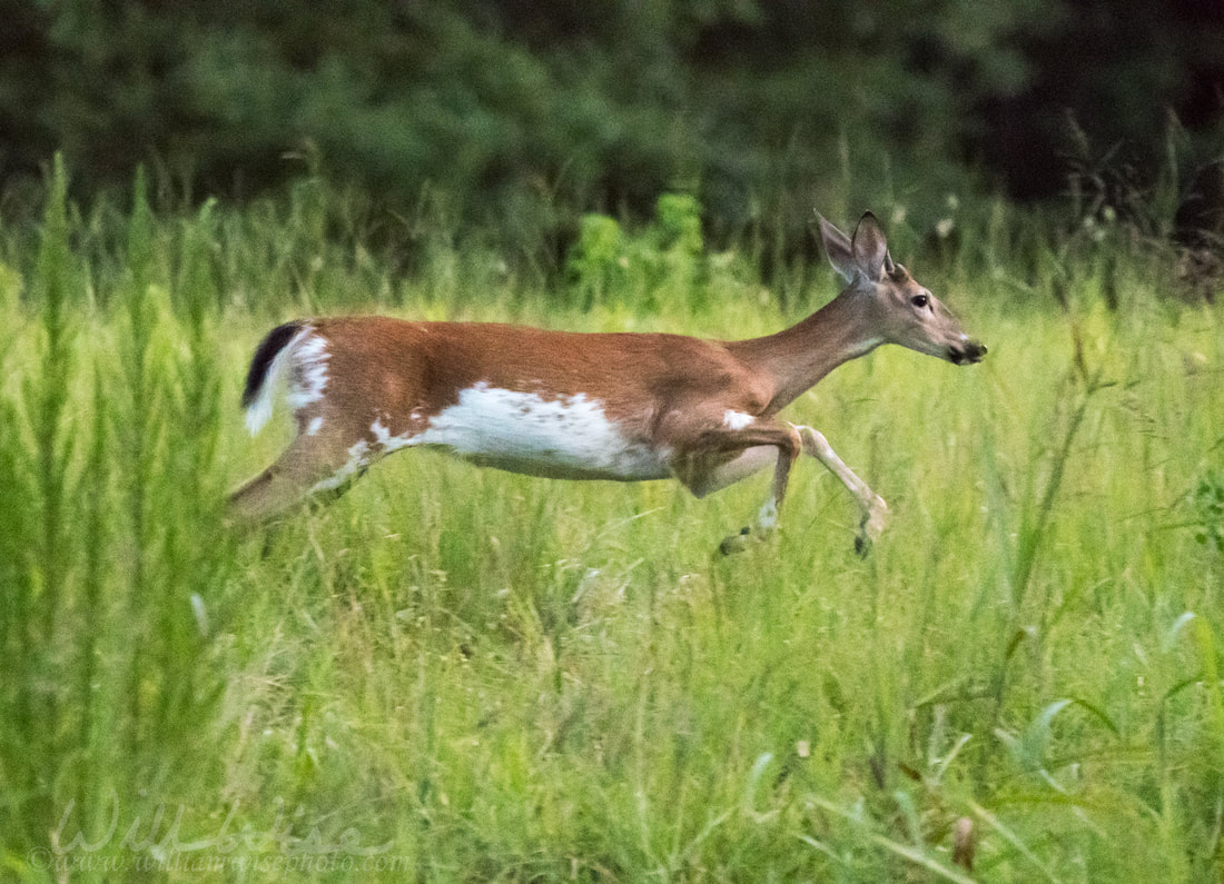 Piebald Deer Picture