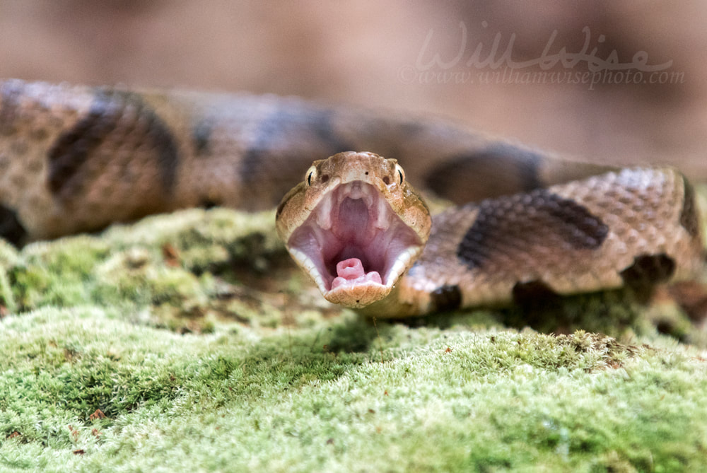 Copperhead Pit Viper Strike Picture