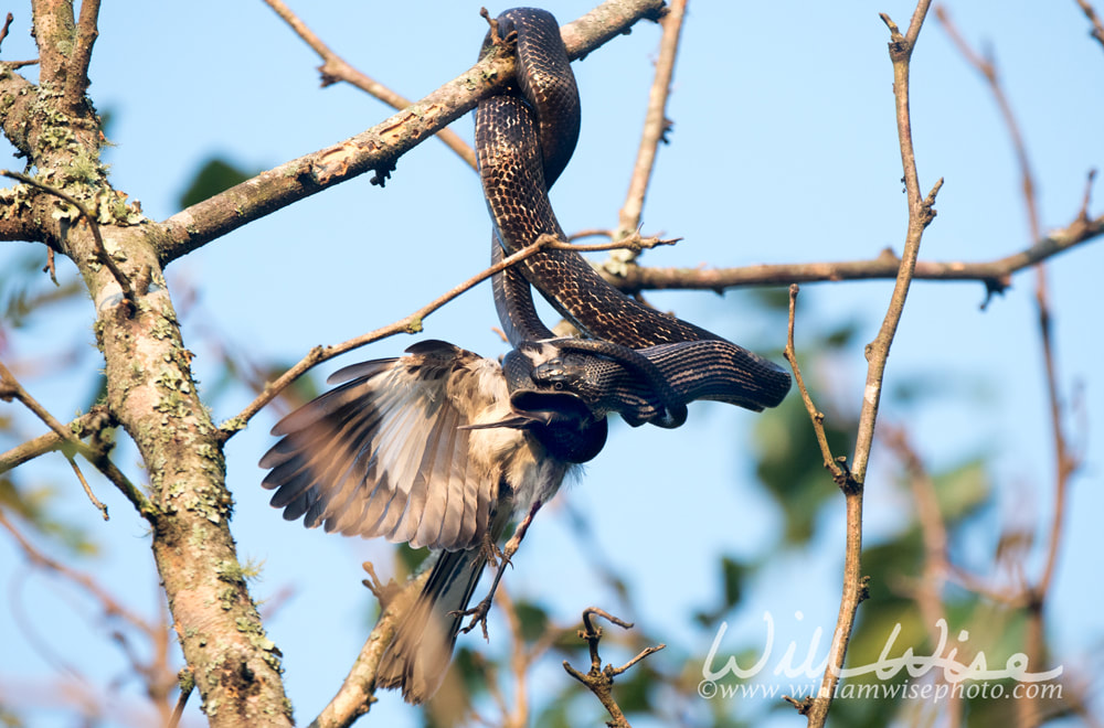 Ratsnake eating a bird Picture