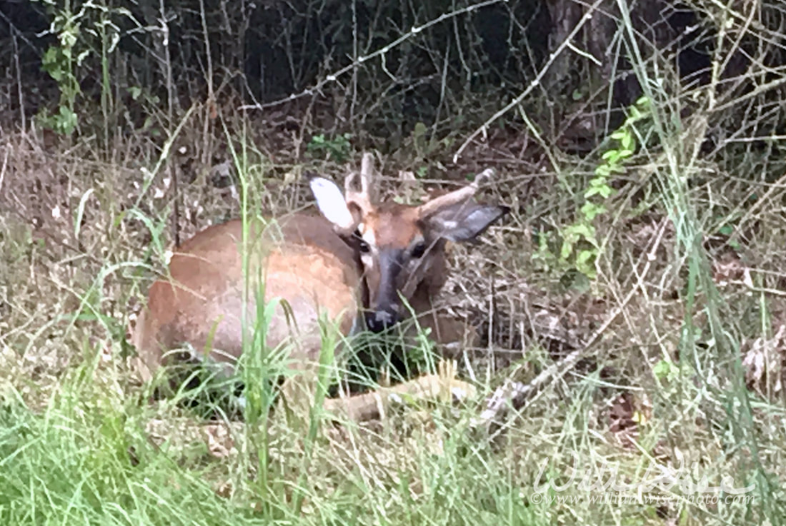 Injured Deer Buck Picture