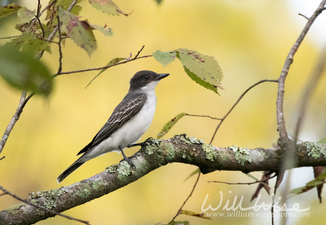 Eastern Kingbird Picture