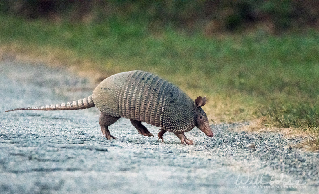 Armadillo Picture