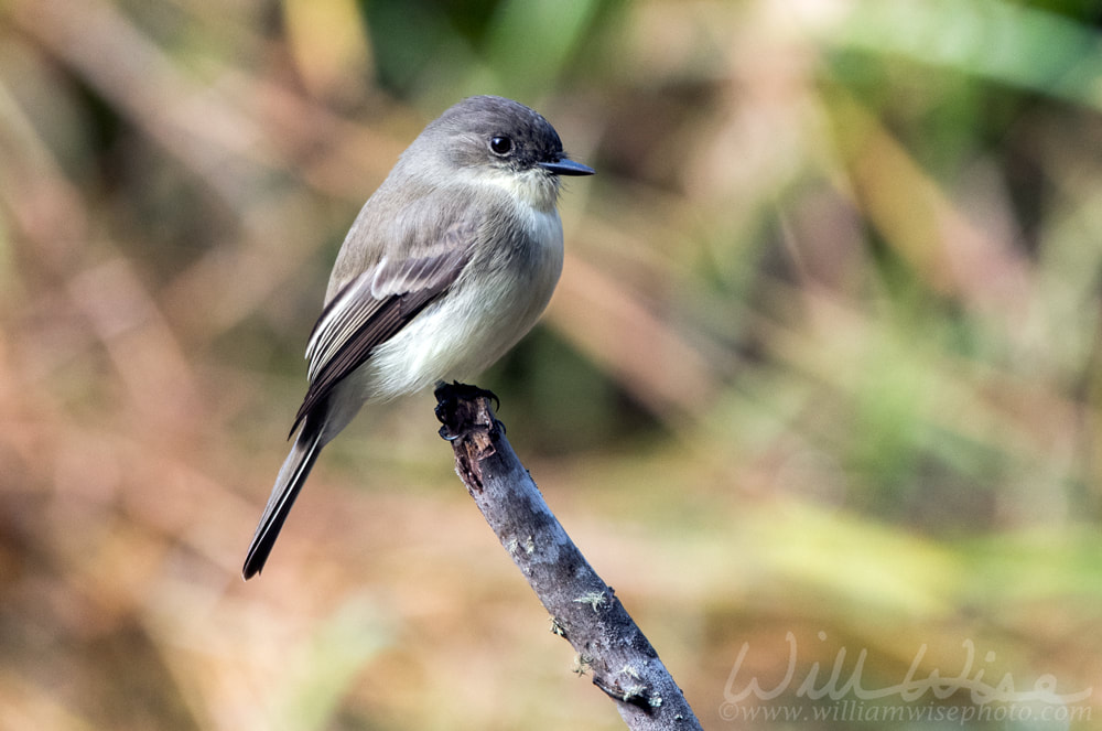 Eastern Phoebe songbird perched over a pond Picture