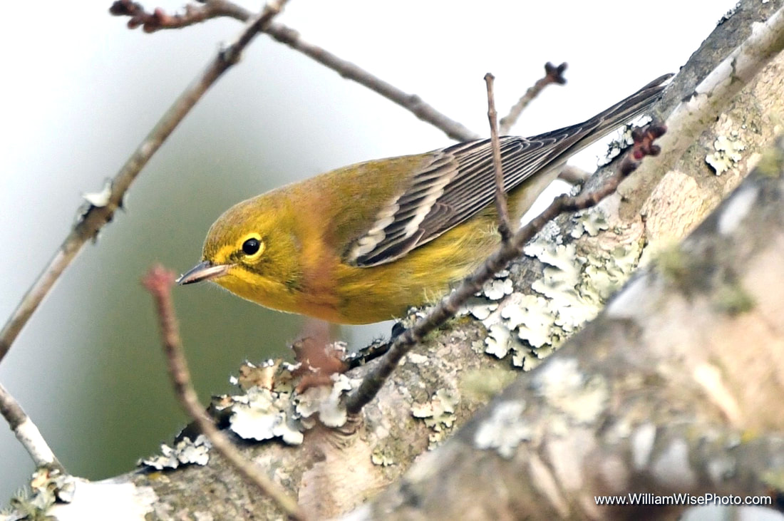 Pine Warbler bird Picture