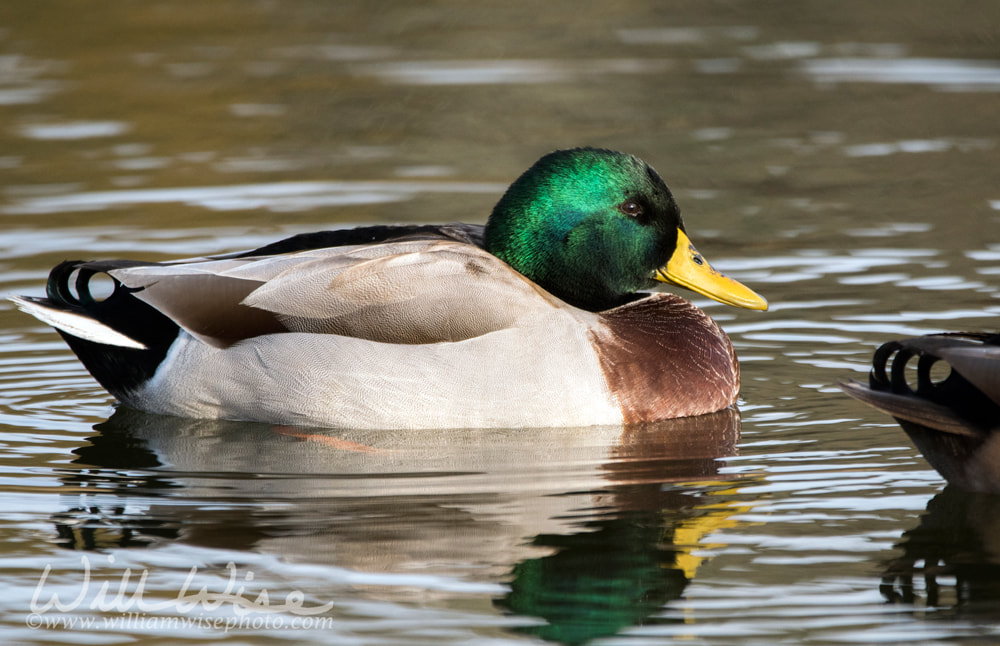 Resident mallard drake duck on Georgia pond Picture