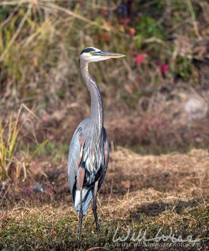 Tall Great Blue Heron long legged wading bird, Georgia USA Picture