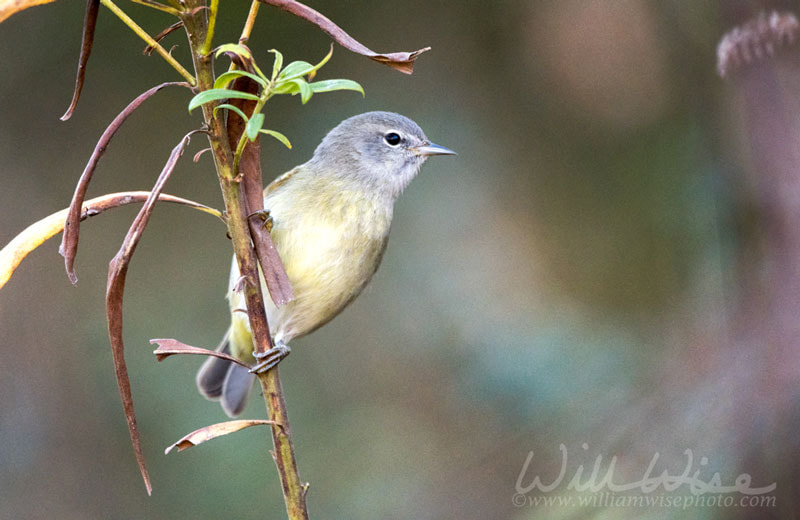 Orange-crowned Warbler Picture