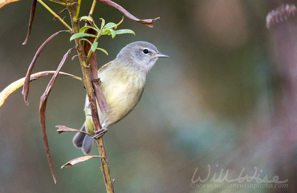 Orange Crowned Warbler Picture