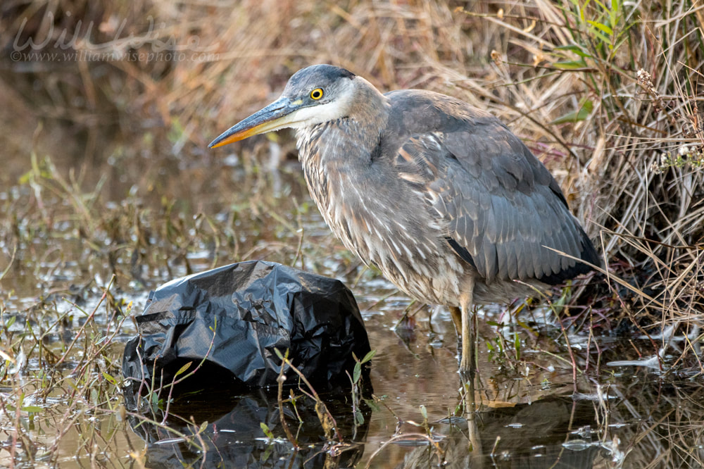 Great Blue Heron fishing in dirty polluted water with trash and litter Picture