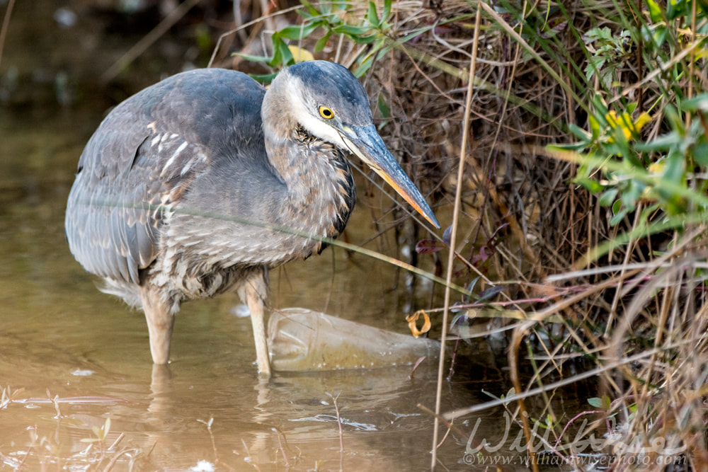 Great Blue Heron fishing in dirty polluted water with trash and litter Picture