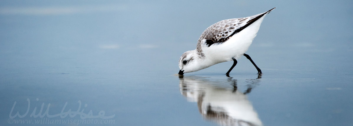 Sanderling sandpiper shore bird on Hilton Head Island Beach, South Carolina Picture