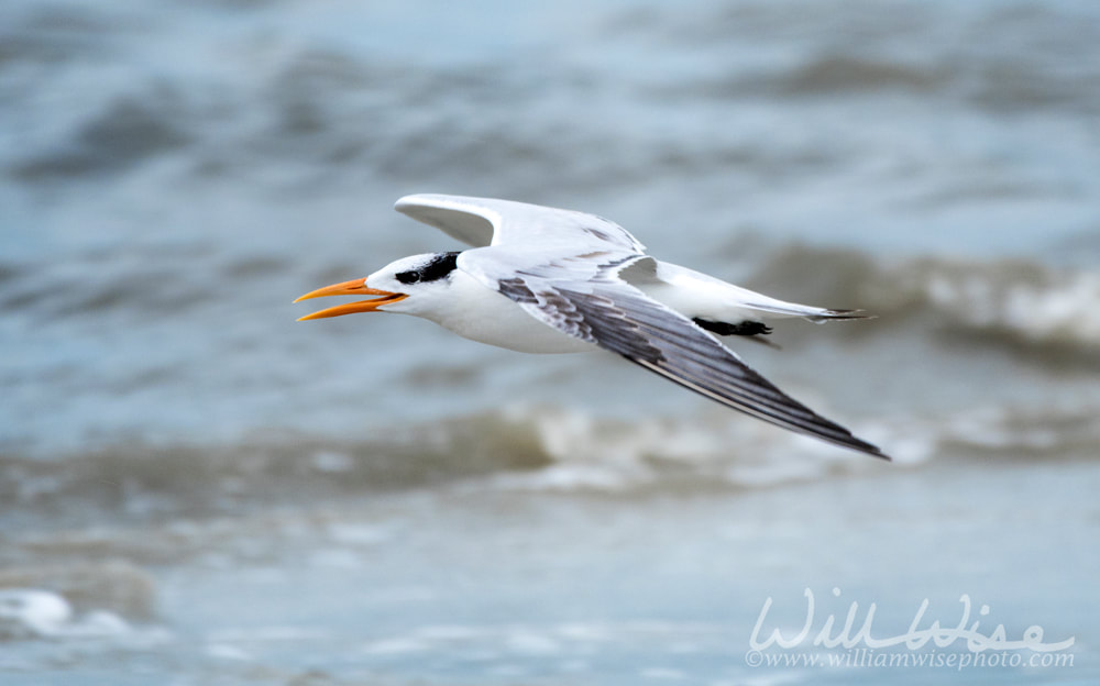 Royal Tern flying over ocean waves on Hilton Head Island Beach, South Carolina Picture