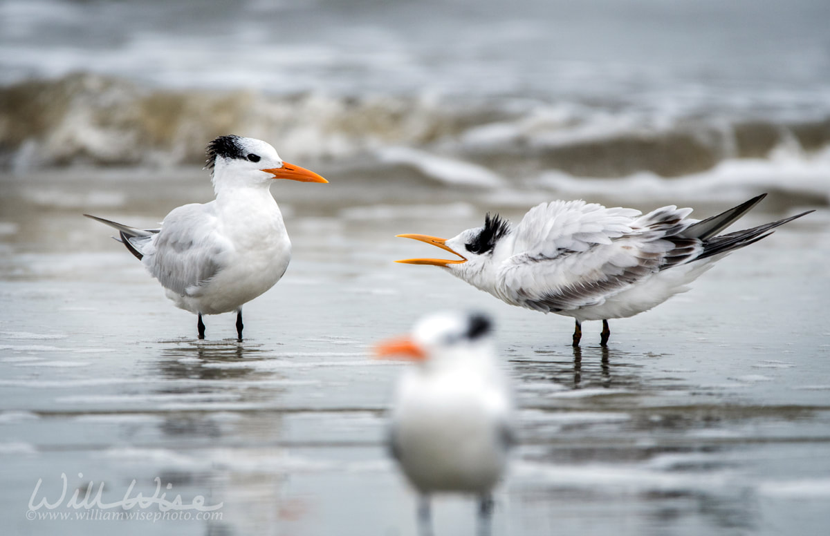 Royal Terns Atlantic Ocean Picture