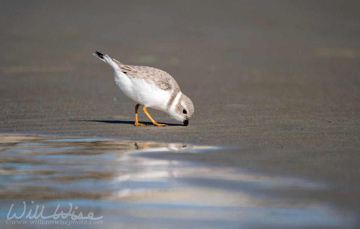 Piping Plover shorebird on the Atlantic ocean beach on Hilton Head Island, South Carolina, USA Picture