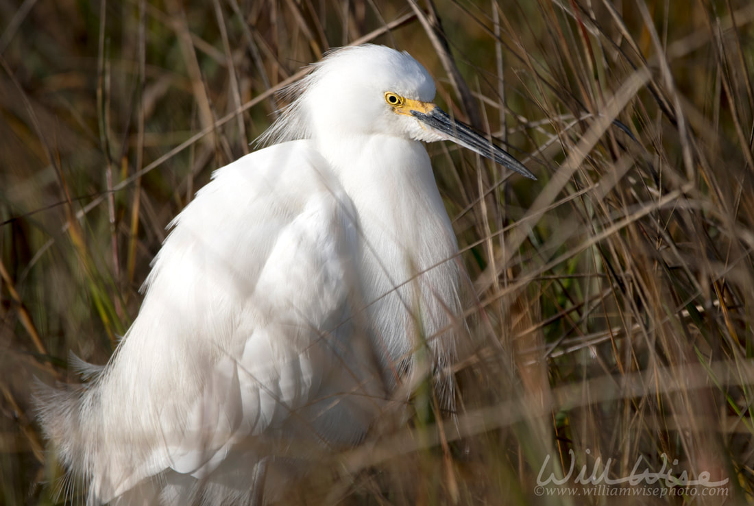 Snowy Egret and Fish Haul Mitchelville Beach Park, Hilton Head South Carolina Picture