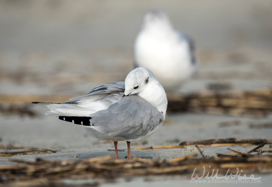 Bonaparte's Gull preening on the Atlantic ocean beach on Hilton Head Island, South Carolina, USAPicture