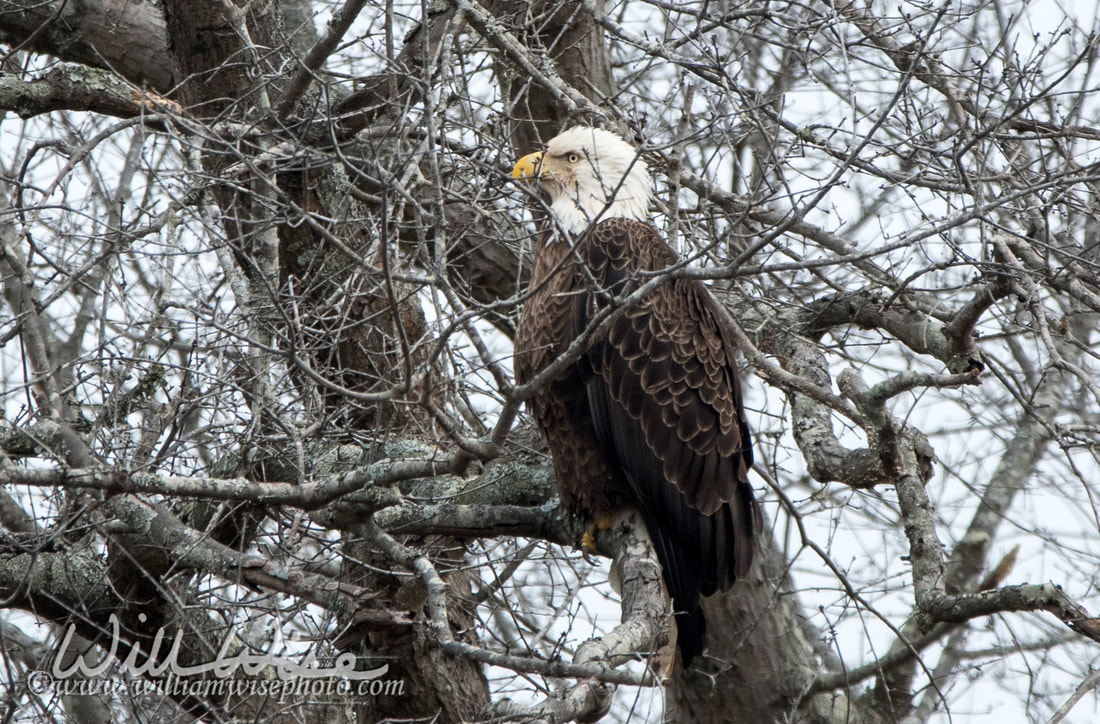 Bald Eagle Georgia Picture