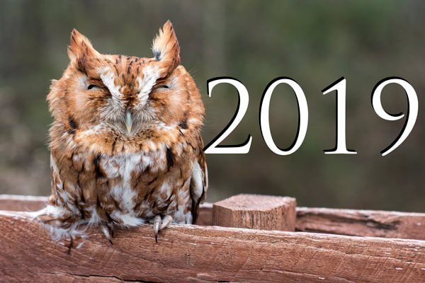 Screech Owl Picture