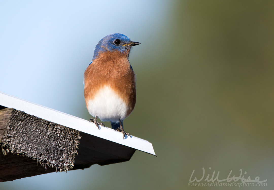 Eastern Bluebird Picture