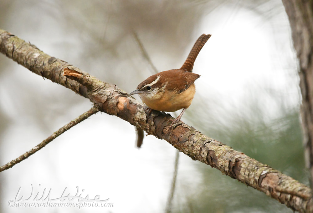 Carolina Wren Picture